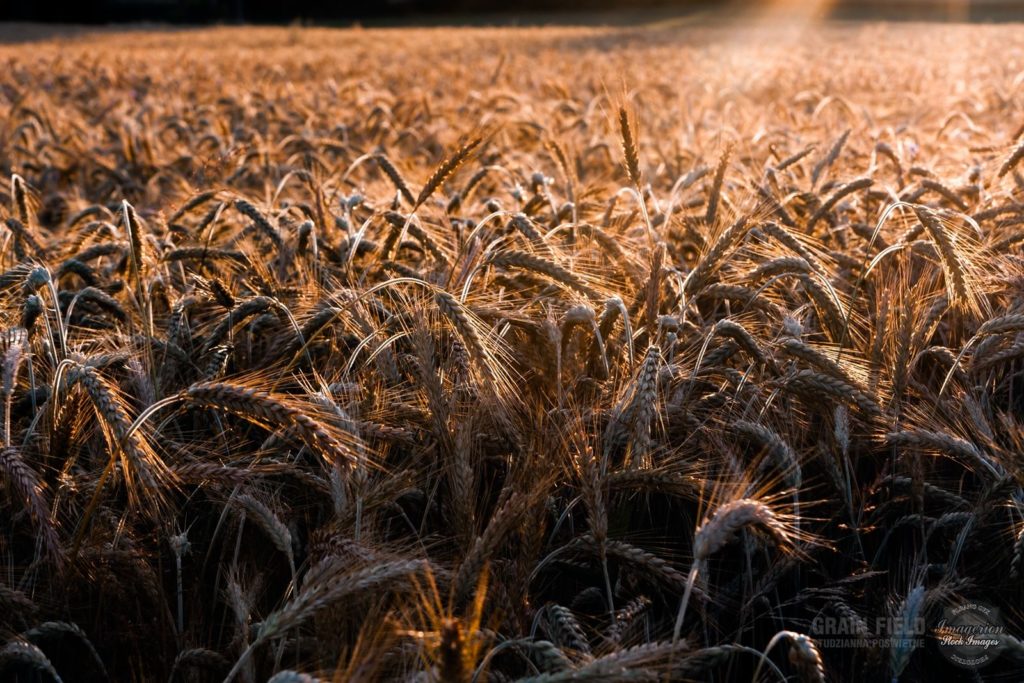 Łan zboża w słońcu
